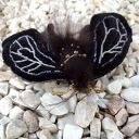 Broszka ręcznie wykonana z aksamitu i koralików - ćma symbol odrodzenia i przemiany