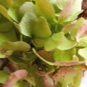 Broszka z haftem Muchomorki