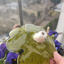 Ceramiczna koniczyna czterolistna - poidło na tyczce bambusowej