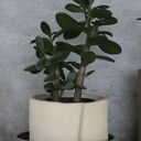 Doniczka ceramiczna