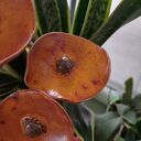 Ceramiczne kwiaty 4 szt - pomarańczowa dekoracja ręcznie wykonana
