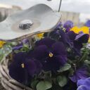 Kwiat ceramiczny poidło - ręcznie robione na balkon i do ogrodu