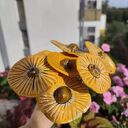 ceramiczne kwiaty morelowe