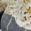 Ręcznie robiony wazon ceramiczny poLEPIONE - duża dekoracja w beżu i brązie