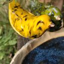 Ręcznie robione ceramiczne poidło ogrodowe z parą ptaszków