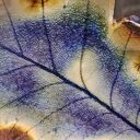 Komplet ceramicznych liści ( c883)