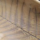 Ceramiczna patera liść paproci ( c876)