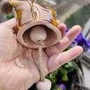 Ręcznie robiona sowa ceramiczna - dzwoneczek na balkon i do ogrodu