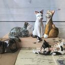 Koty mix wzorów i kolorów