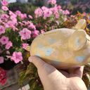 Ceramiczna skarbonka w kształcie świnki