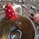 Kubek z muchomorem - Amanita