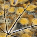 Ceramiczny liść klonu ( 878)