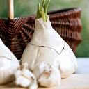 Pojemnik na czosnek, kuchenny warzywa