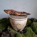 Cukiernica ceramiczna z drewnianym uchwytem - Drzewo