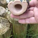 żaba ceramiczna 2