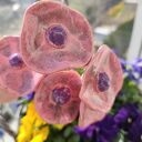 Kwiaty ceramiczne 5 sztuk - ręcznie szkliwione ozdoby na druciku florystycznym