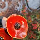 Kwiaty ceramiczne handmade - zestaw 3 szt. szkliwione i wypalane w piecu