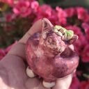 Ceramiczna świnka na biżuterię - urocza miseczka handmade