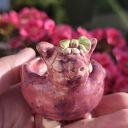 Swinka ceramiczna na biżuterię