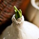 Pojemnik na czosnek, kuchenny pojemnik na warzywa