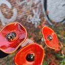 Kwiaty ceramiczne handmade - zestaw 3 szt. szkliwione i wypalane w piecu