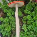 Ceramiczny grzybek na druciku - Wolna Chwila (ok. 10 cm)