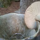 Duży kubek ceramiczny z grzybem dla grzybiarza