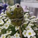 żabka ceramiczna zielona