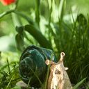 Doniczka w kształcie ślimaka