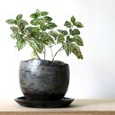 Ceramiczna doniczka raku