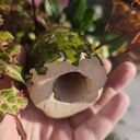 Ręcznie robiona żaba ceramiczna do doniczki