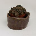 Donica ceramiczna do bonsai i kaktusów - wyjątkowe rękodzieło Iguana Art
