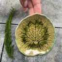 Listek w zieleni talerzyk ceramiczny