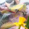 malowane apaszki w kwiaty chustki i szal jedwabny astry - prezent dla babci