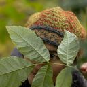 Czapka beret wełniana "Wśród paproci"