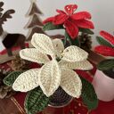 Gwiazda betlejemska - szydełkowa ozdoba świąteczna, kwiat bożonarodzeniowy