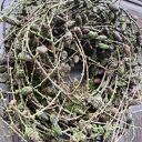 Bożonarodzeniowy wianek na drzwi - naturalna dekoracja 60 cm