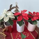 Gwiazda betlejemska - szydełkowa ozdoba świąteczna, kwiat bożonarodzeniowy