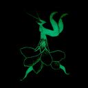 Modliszka storczykowa