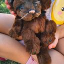 Rufus - lalka artystyczna kot handmade z ruchomymi stawami