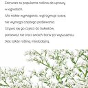 Rustykalny wianek nadmorski boho z suszonych kwiatów - dekoracja handmade