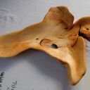 Taca / misa z korzenia orzecha włoskiego rzeźbiona ręcznie