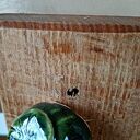 Ceramiczna zawieszka na ścianę z makówkami i liściem