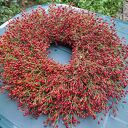 Jesienny wianek na drzwi z owoców róży wielokwiatowej - ok. 55 cm