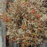 dekoracje: Wianek jesienny na drzwi - owoce róża ściana