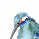 Oryginalna akwarela. Zimorodek