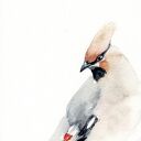 Oryginalna akwarela Jemiołuszka - dekoracja ścienna A4