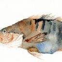 Oryginalna akwarela. Ryba