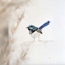 Akwarela chwostka - ptaszek do domu (A4) w ciemnej ramce