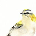 Oryginalna akwarela Mysikrólik - dekoracja ścienna A4